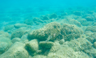 Zweibindenbrasse (Diplodus vulgaris) II